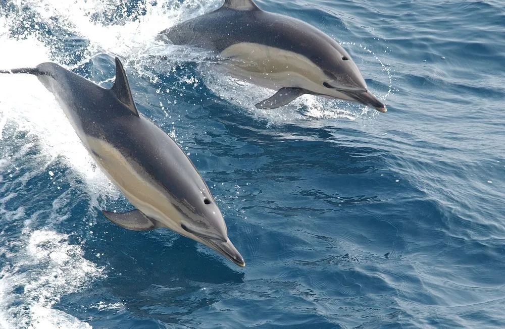 Boat Tours